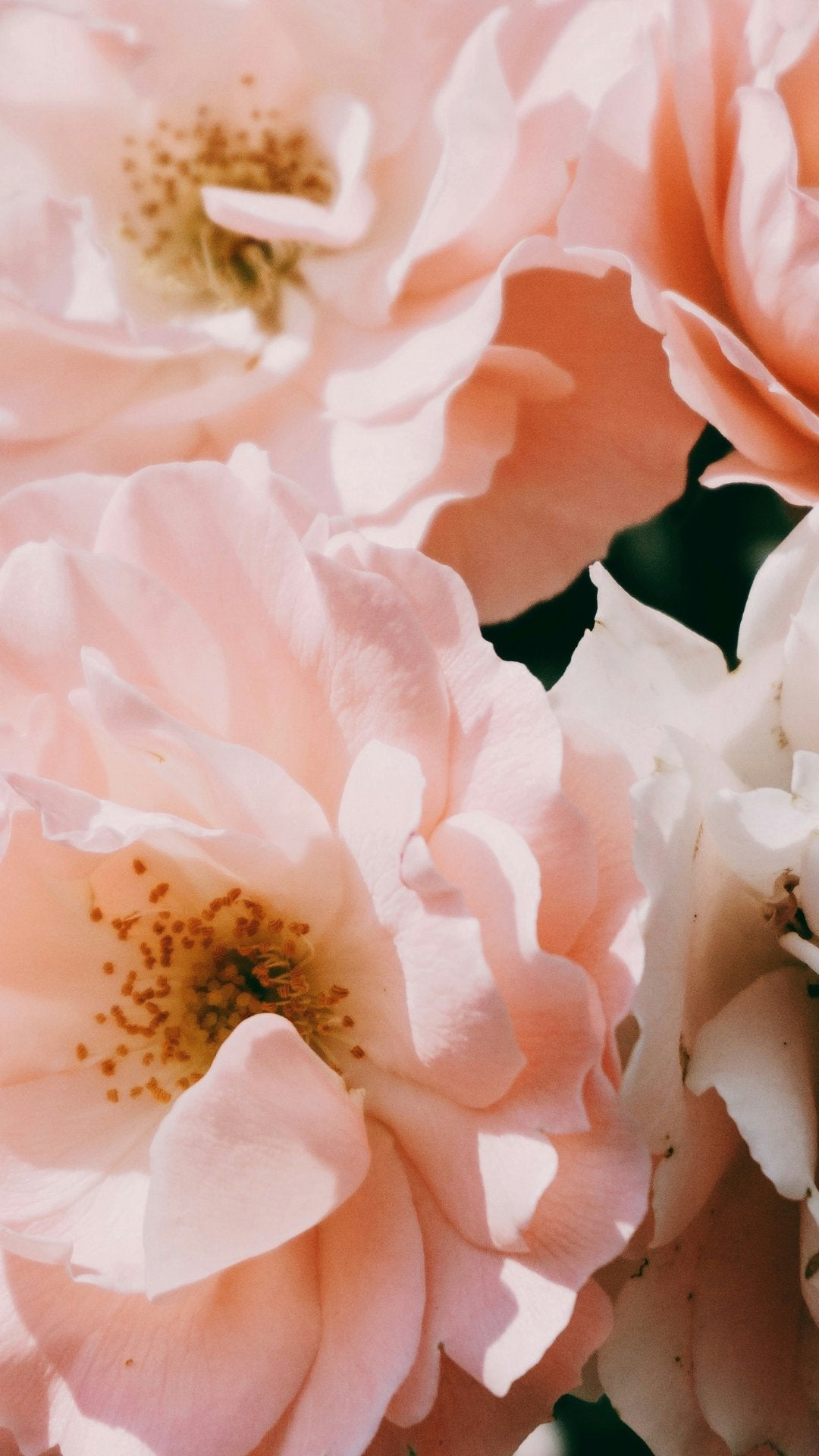 Floral